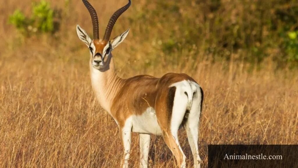 animals that have 8 letters