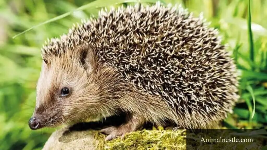 animals with eight letters