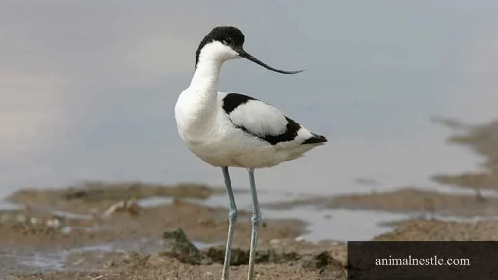 birds with 6 letters in their name