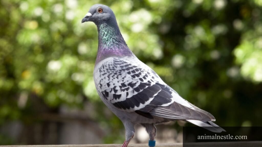 six letter birds