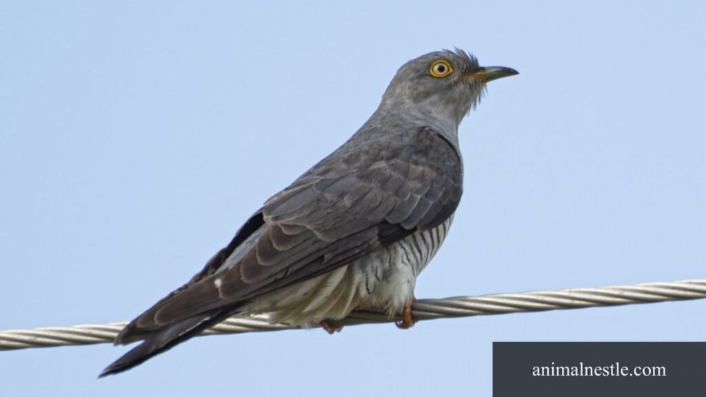 six letter birds list
