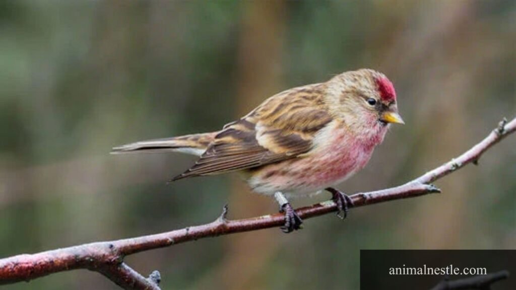 7 letter bird names