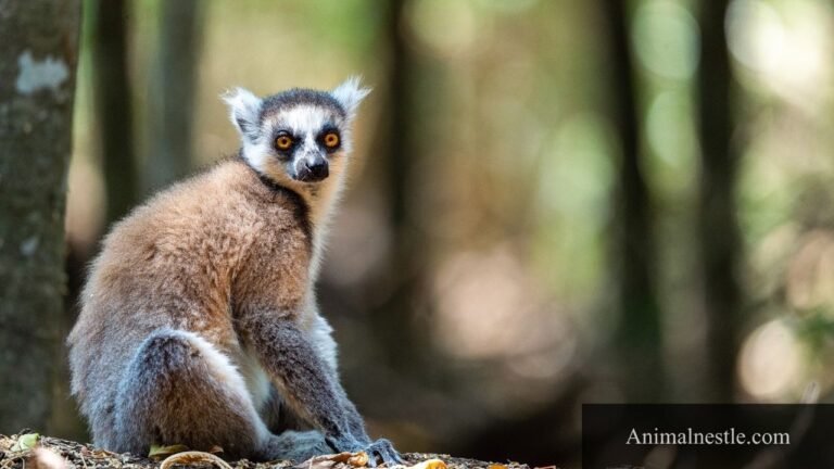 Animals with 5 letters