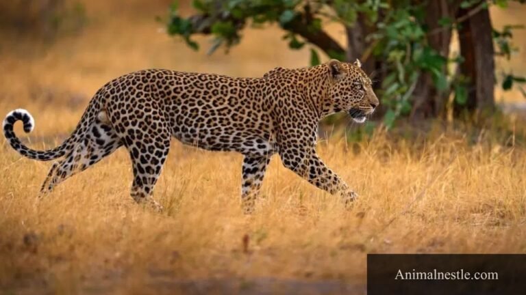 Animals with 7 letters