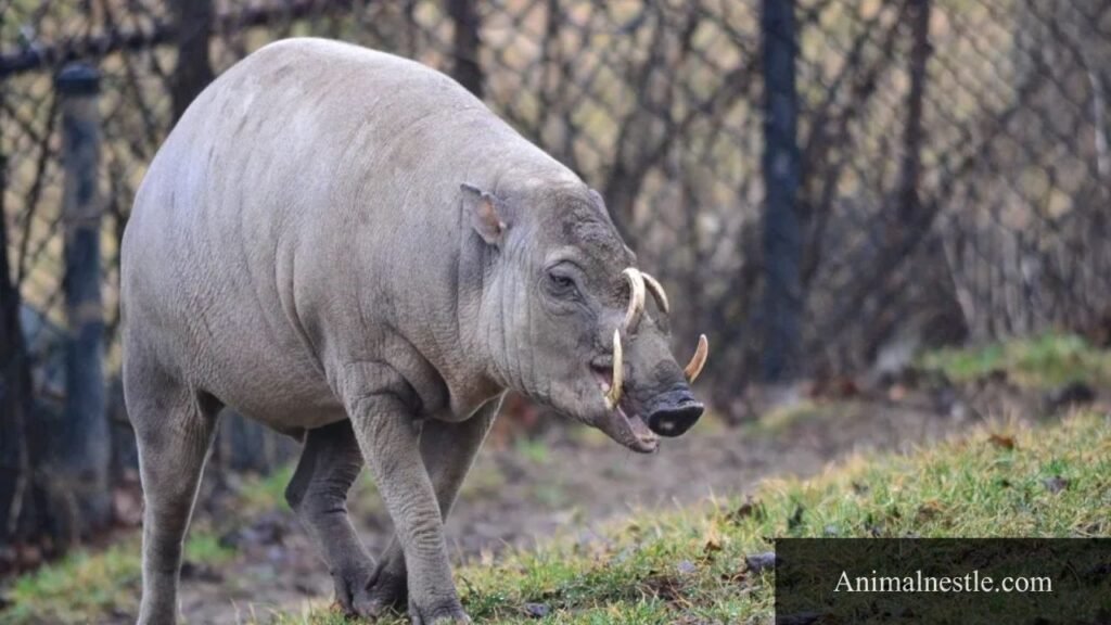 animal with tusks