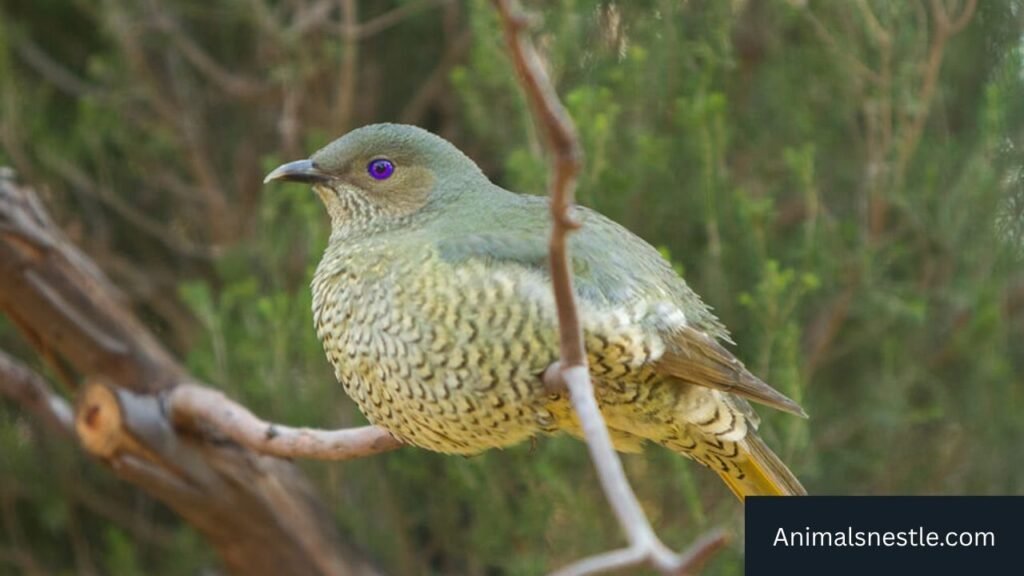 Most Ambitious Animals in The World