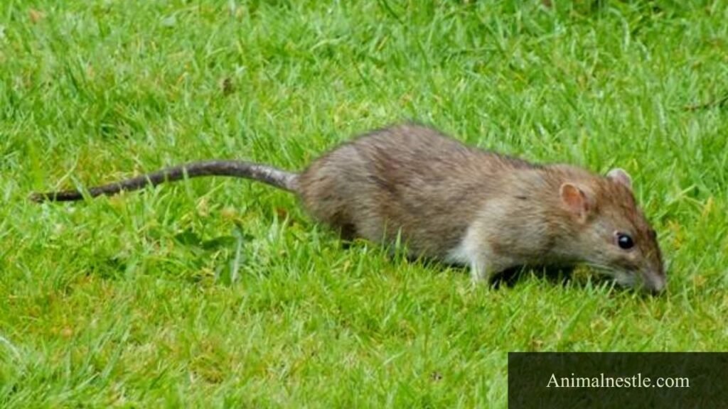 what wild animals eat carrots