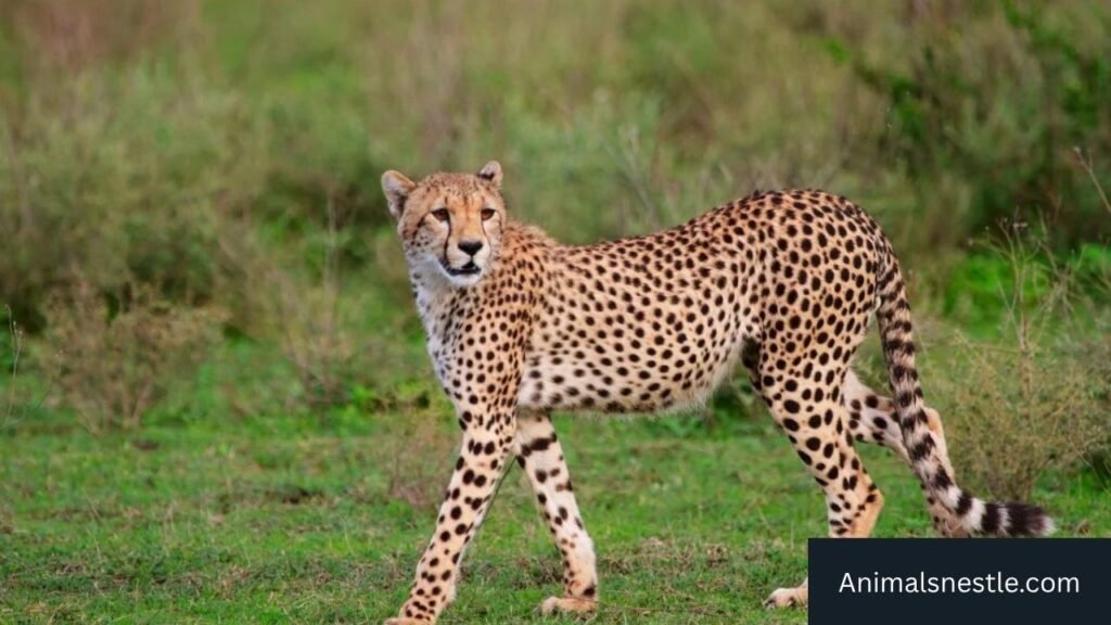 most ambitious animals on earth