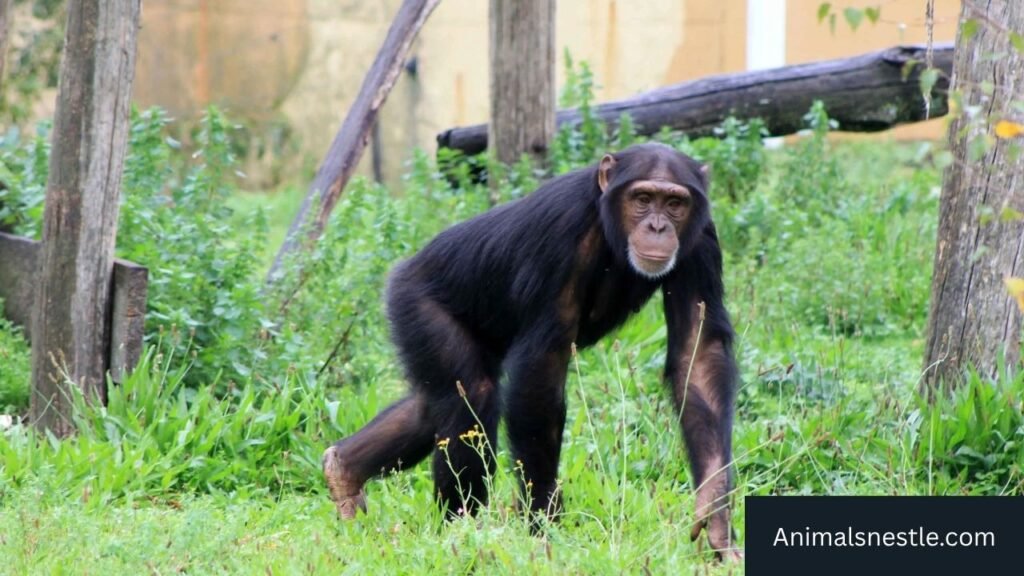 animals that represent ambition