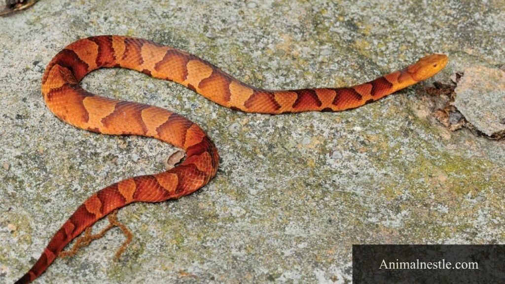 animal with 10 letters