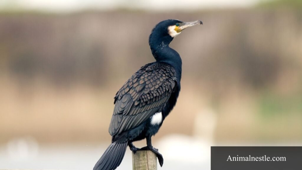 animals that have 9 letters in their name
