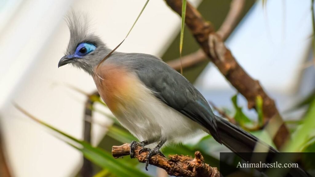 4 letter bird names