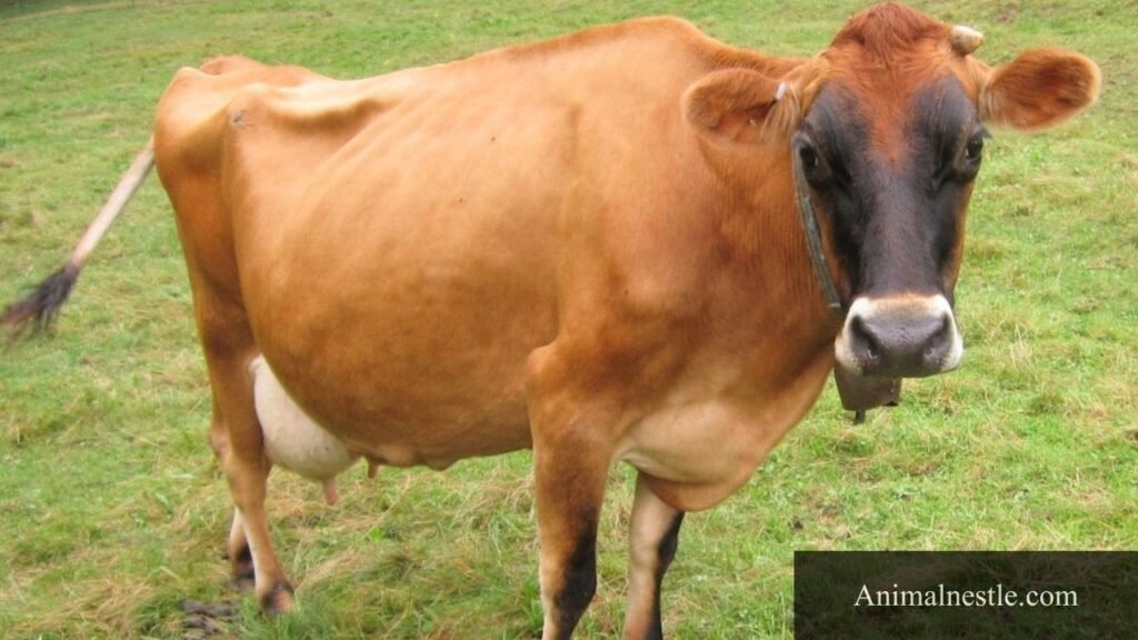 animals that like celery
