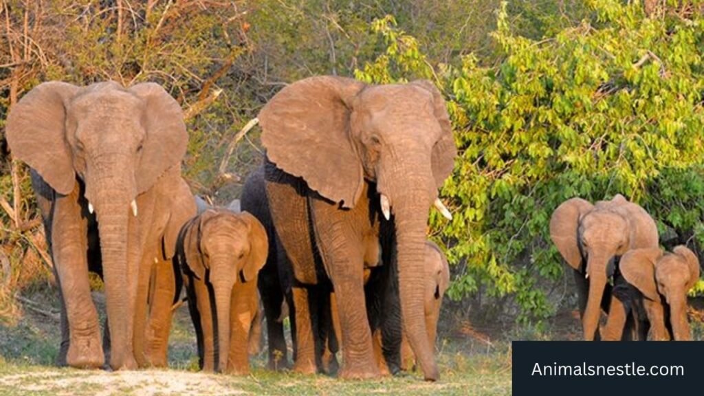 how strong is an elephant