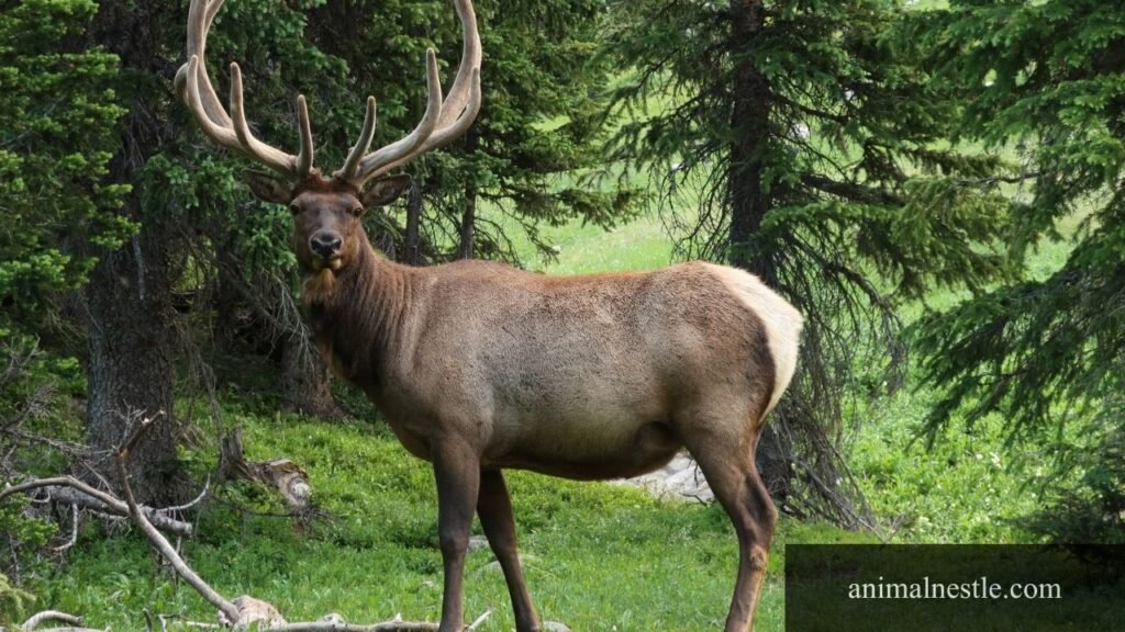 3 letter animal names