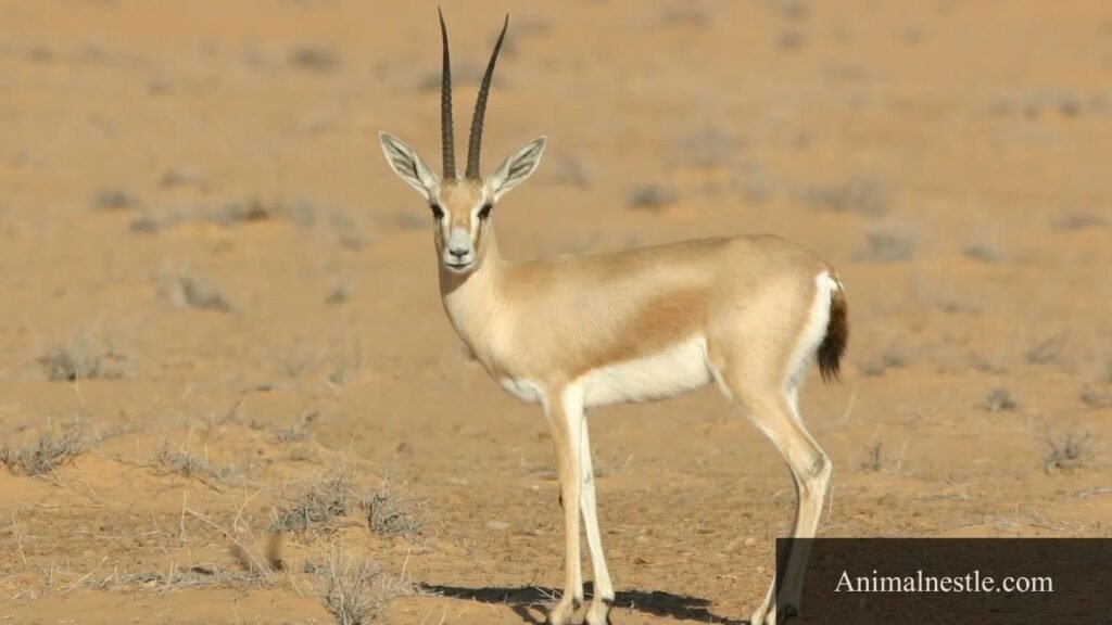 animal with 7 letters