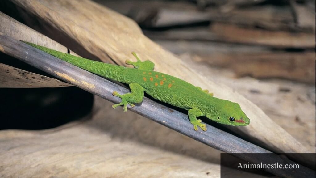 five letter animal name