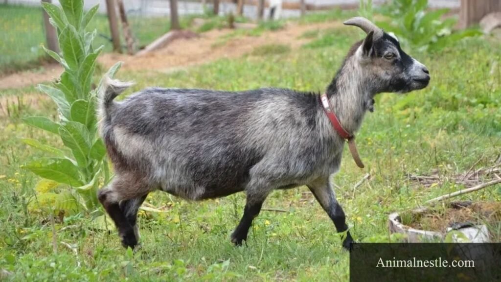 animals that like to eat celery