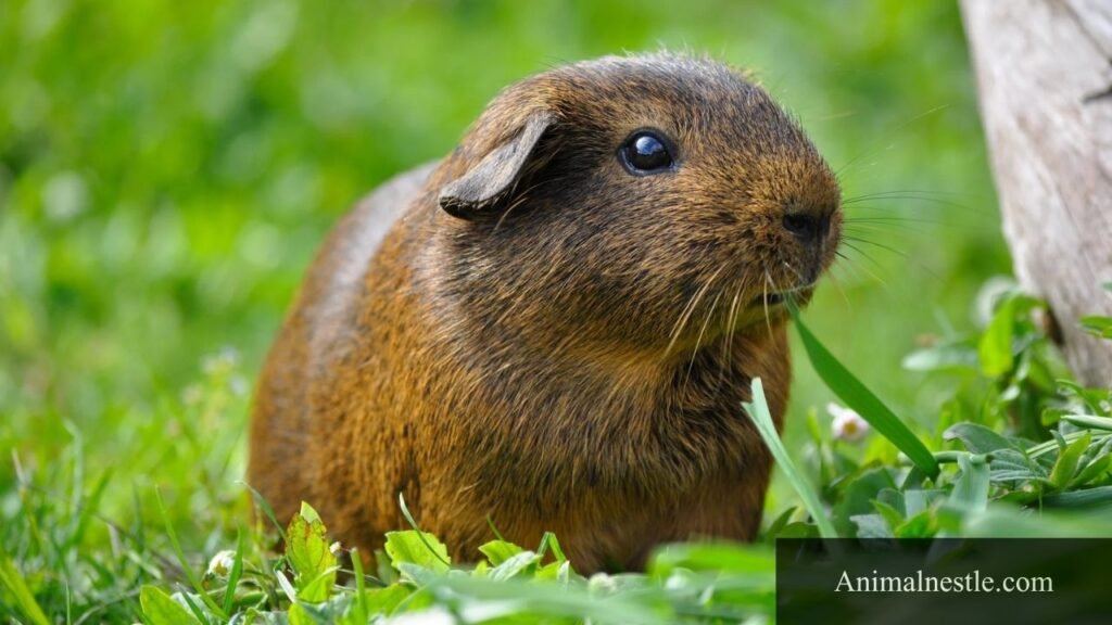 animal that eat celery