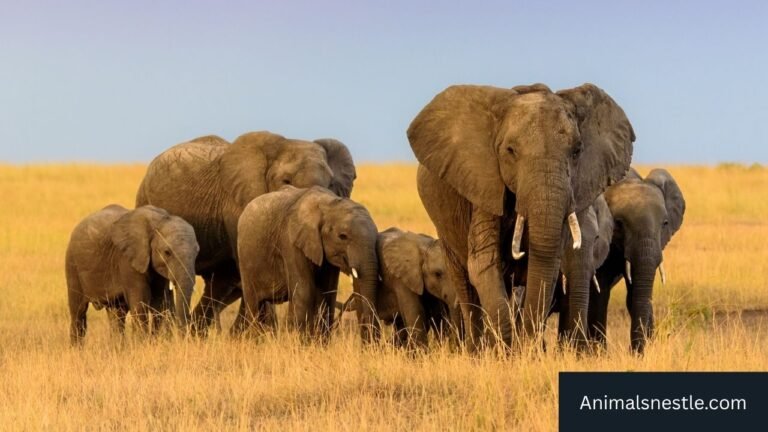 How Strong Are Elephants
