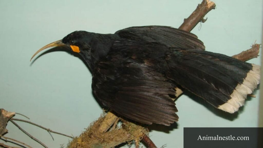 list of 4 letter birds