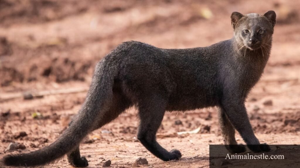 Animals with 10 letters names