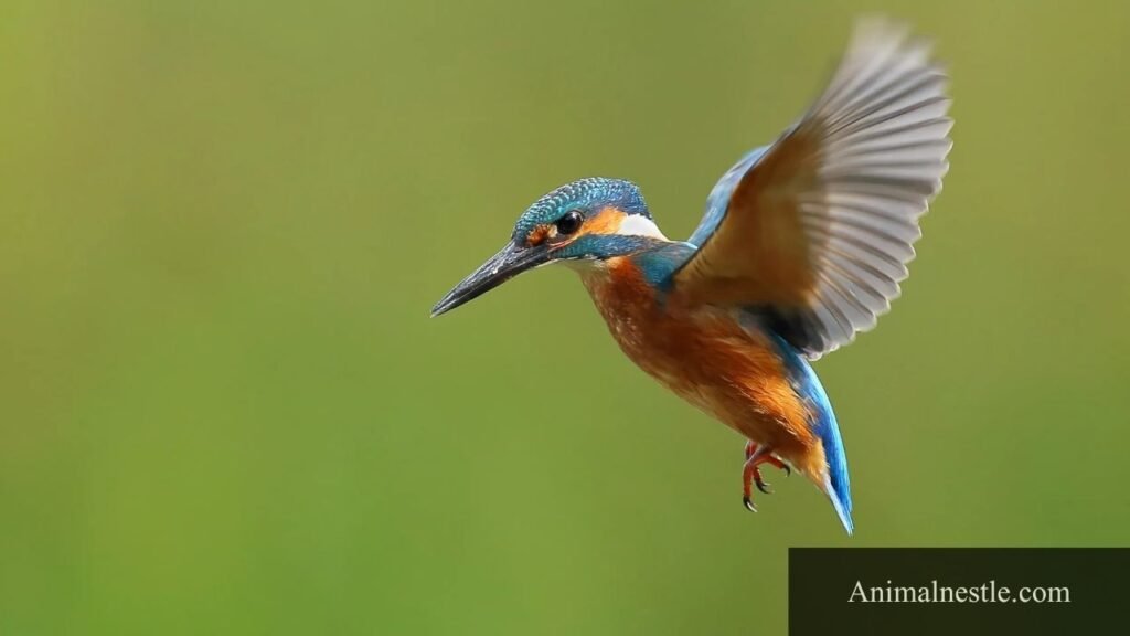 ten letter animal