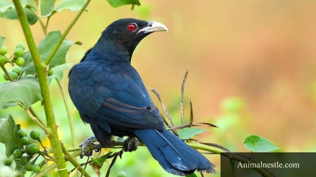 birds with 4 letter names