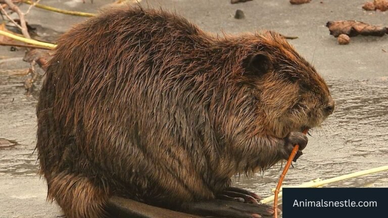 Most Ambitious Animals