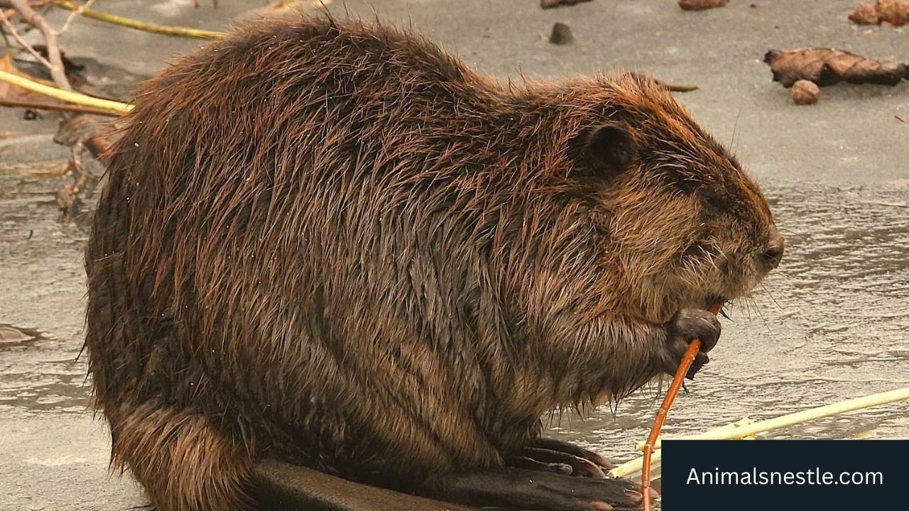 Most Ambitious Animals