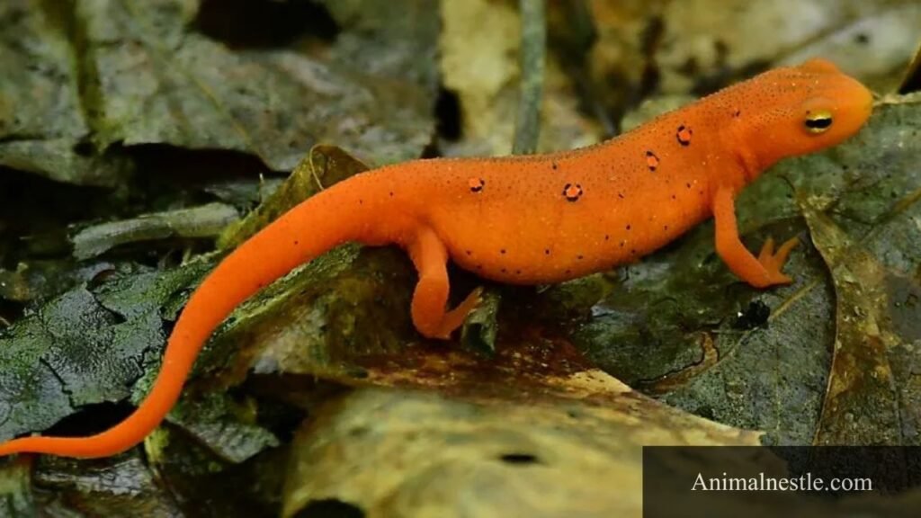 animals that have 4 letters