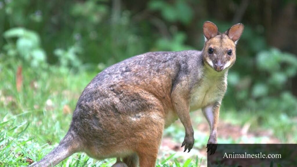 animals with 9 letters in their name