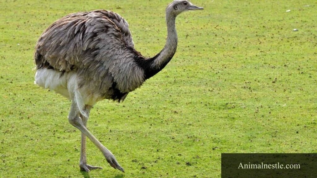 4 letter animal words
