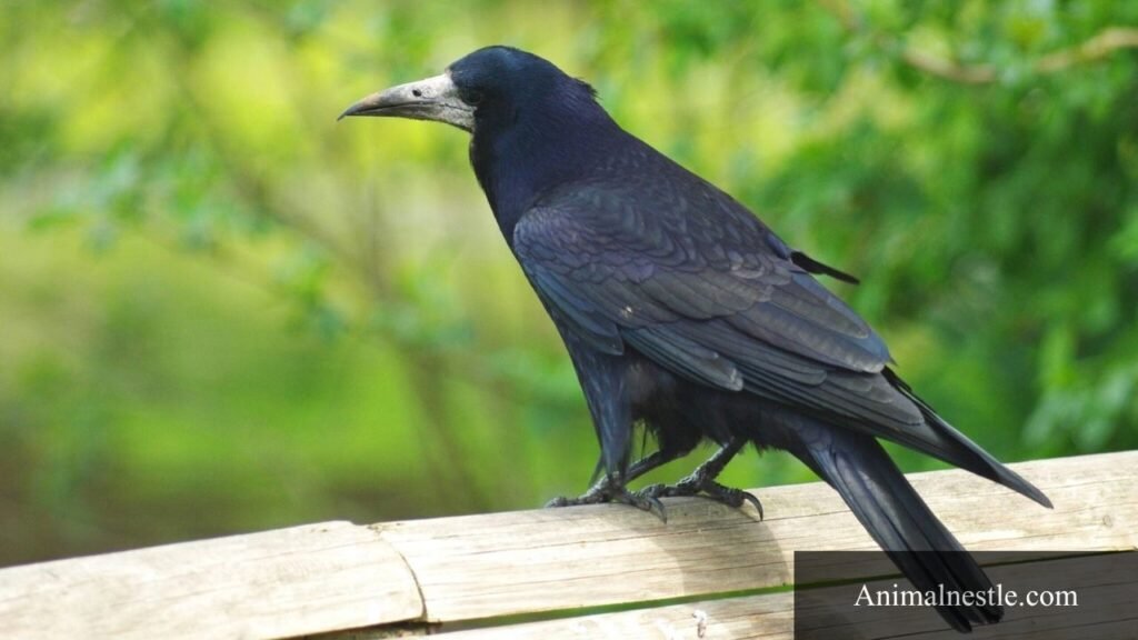 birds with four letters