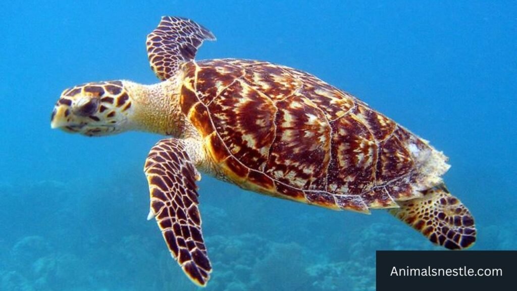 Ambitious Animals in The World