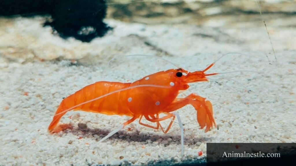 animal with 6 letters