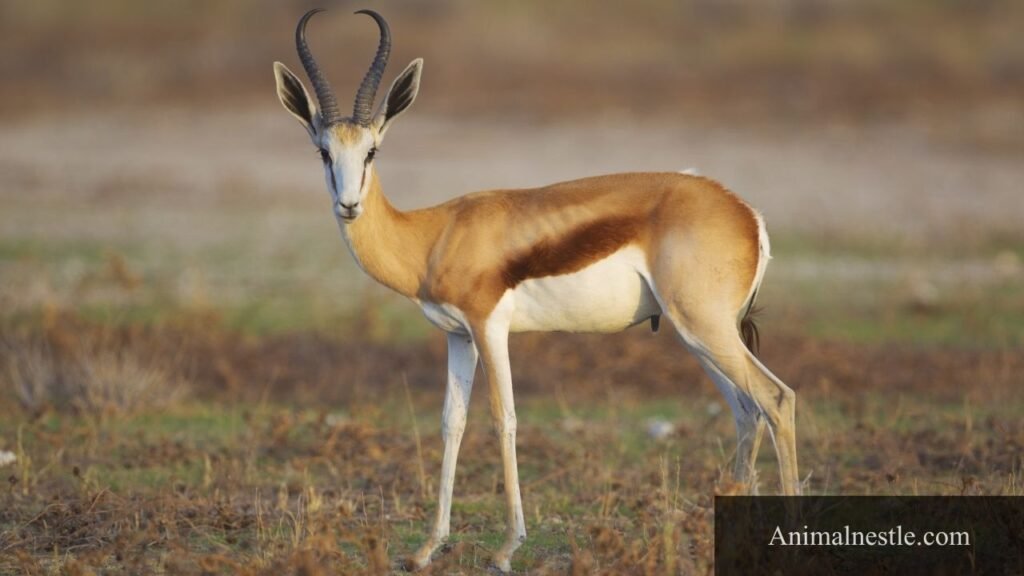 What animals have ten letters