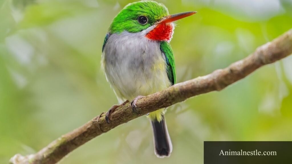 four letter bird name