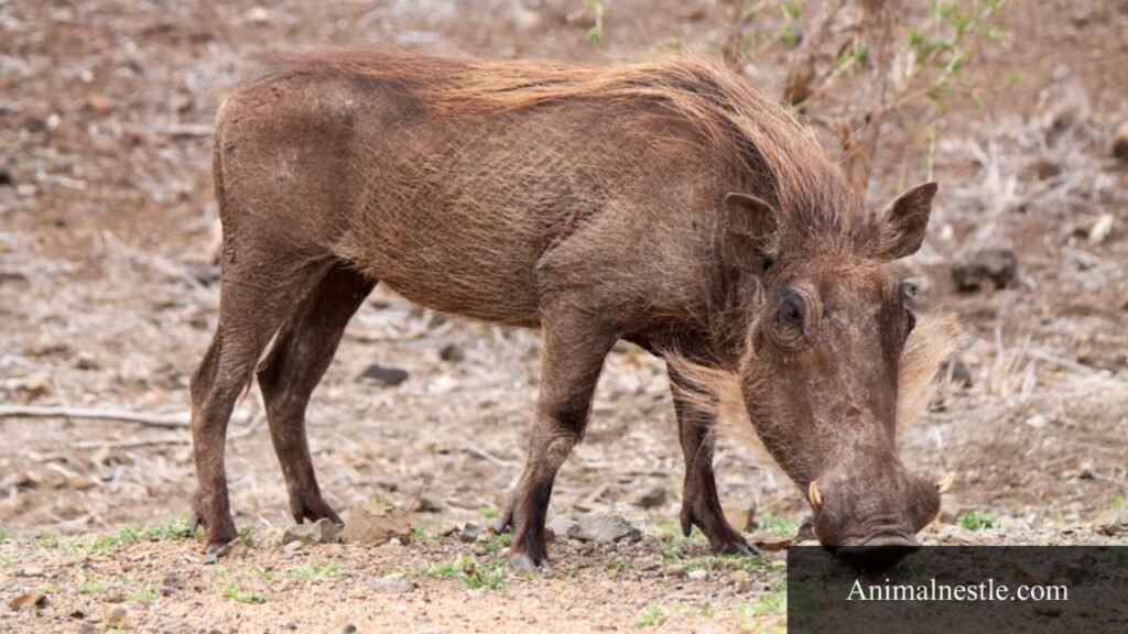tusk animal