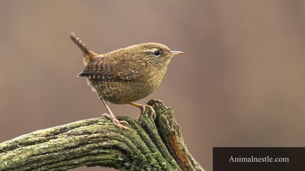 four letter birds names