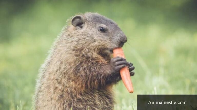 animals that eat carrots