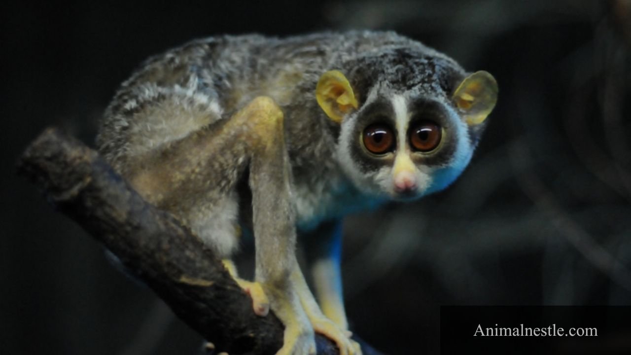 animals with 10 letters
