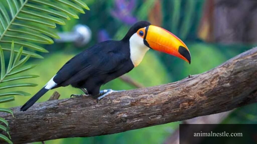 six letter birds names