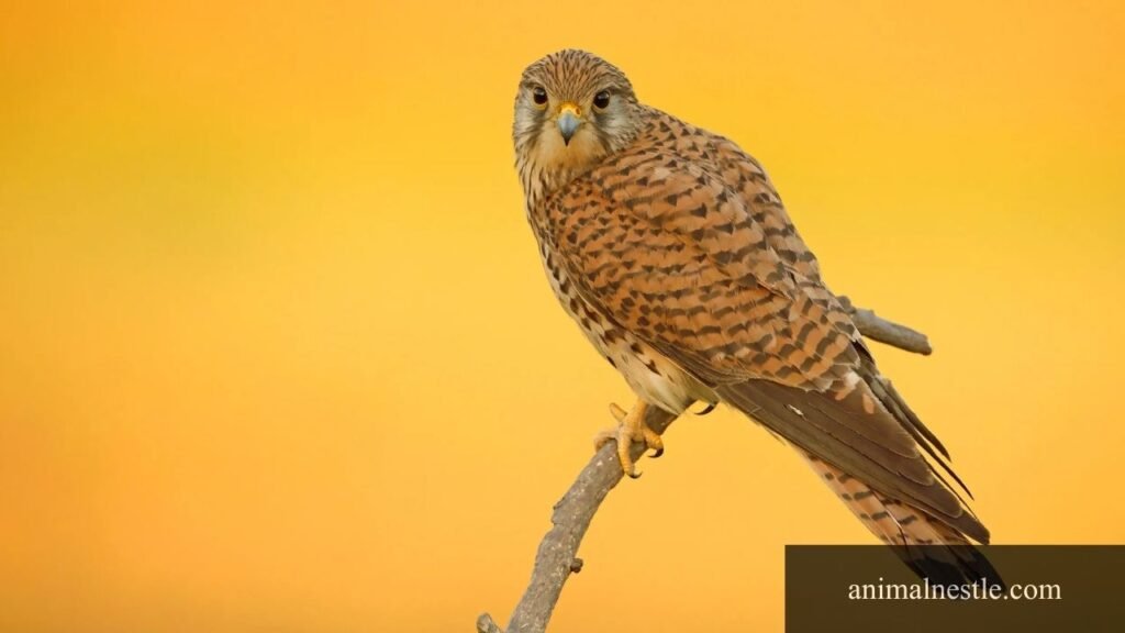 7 letter bird