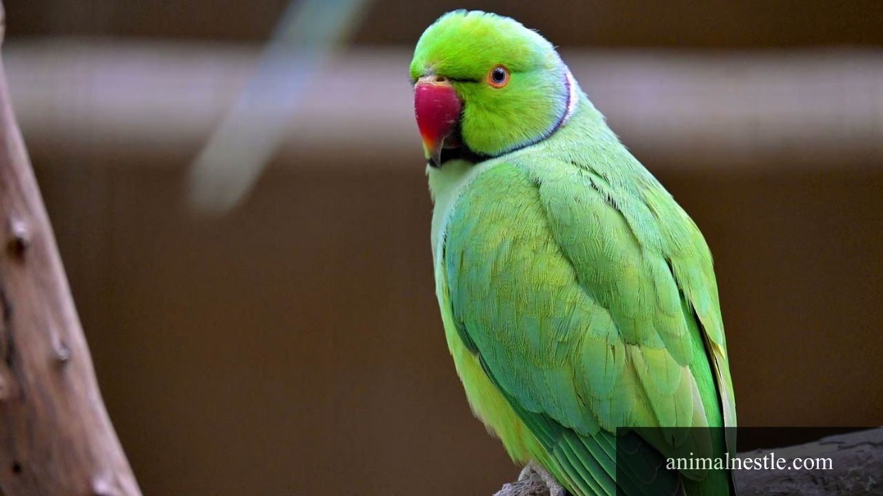 birds with 6 letters