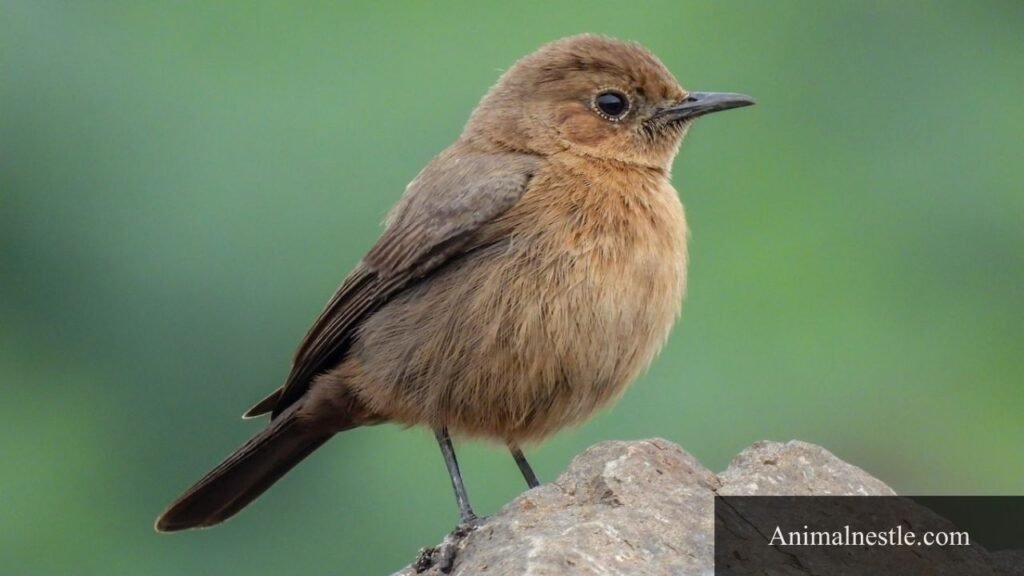 four letter birds