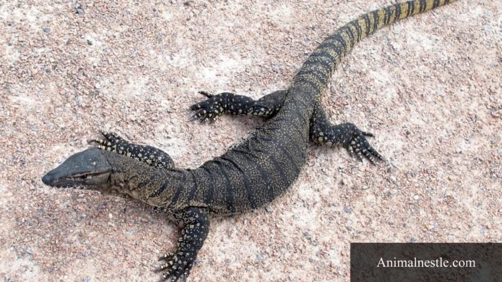 animal that have 6 letters