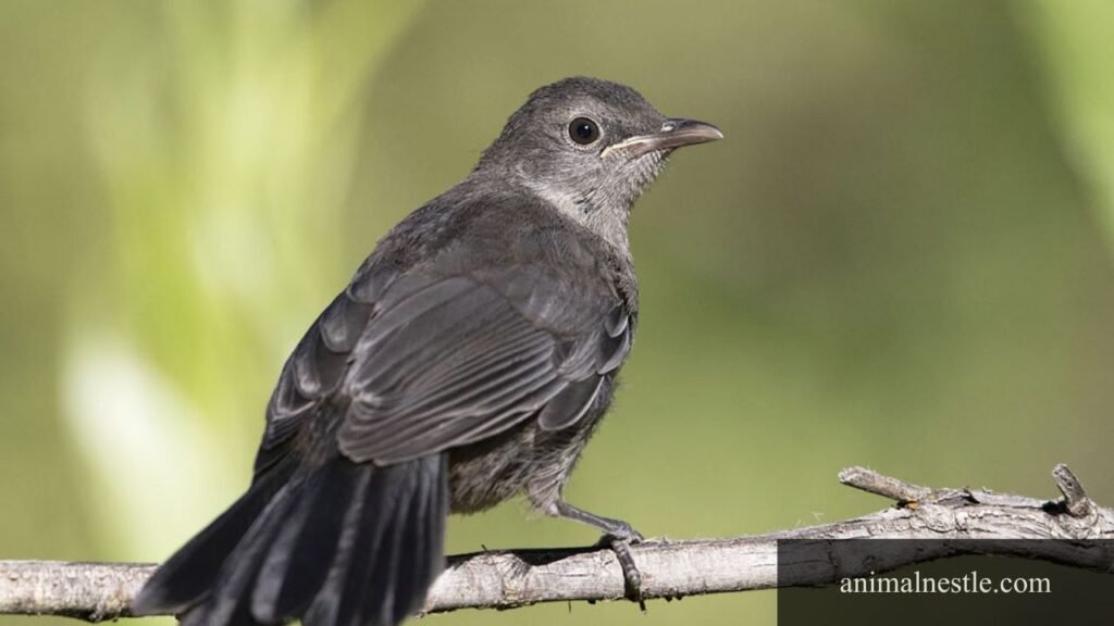 Birds that have 7 letters