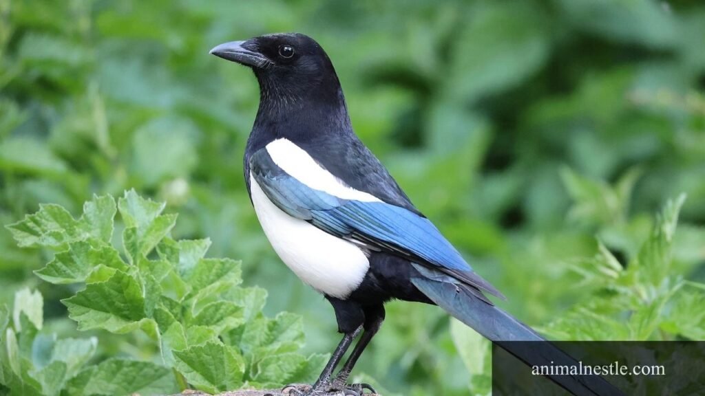 6 letter birds