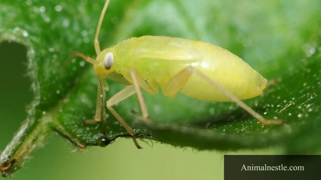 viviparous animals examples